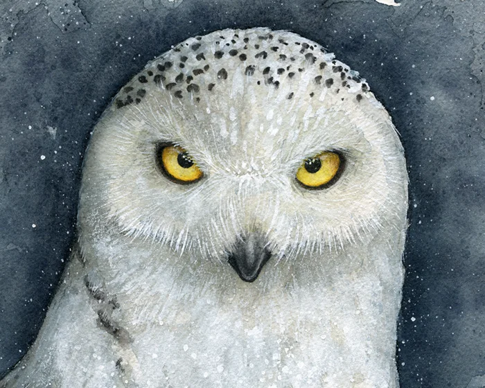 ART0051 Snowy Owl THUMB