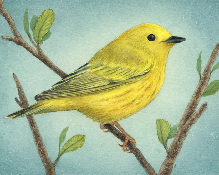 ART0065 Yellow Warbler Stephanie Pehar THUMB